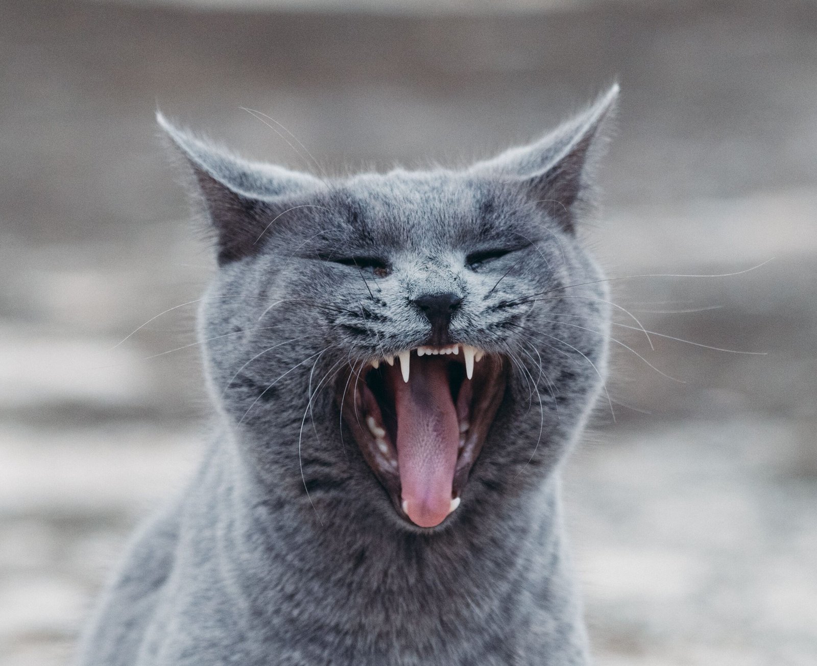 A gray cat yawning with its mouth wide open, displaying sharp teeth.